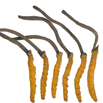 Organic Cordyceps